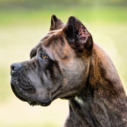Cara - Cane Corso