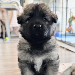 Gamble (Dark blue) - Fawn sable male Shiloh Shepherd puppy in Watchung, New Jersey from Blue Moon Shilohs