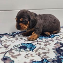 Luna - Dapple female Dachshund puppy in Anaconda, Montana from Montana Country Dachshunds
