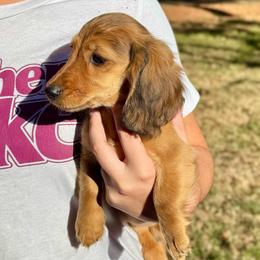 Blanche AKC HEALTH GUARANTEE - Red female Dachshund puppy in El Dorado, Arkansas from LovelylilDoxies