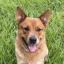 Rufus - Australian Cattle Dog