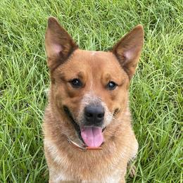 Rufus - Australian Cattle Dog