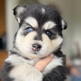 Thorin - Black and white male Pomsky puppy in Redding, California from Jubilee Hills