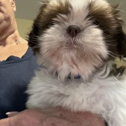 Dexter dark blue - Chocolate male Shih Tzu puppy in Temple, Pennsylvania from Kathy Diego's Shih Tzus