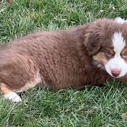 Wilco - Red tri Miniature Australian Shepherd puppy in Colorado from Pittenweem Farm