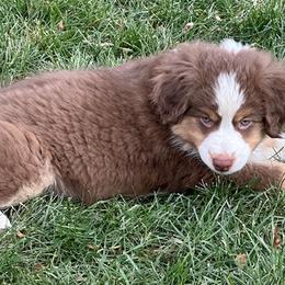 Wilco - Red tri Miniature Australian Shepherd puppy in Colorado from Pittenweem Farm