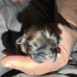 Boy 1 - Sable male Shih Tzu puppy in Statesville, North Carolina from Grimmly Blue’s Shih Tzus