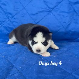 Onyx boy 4 - Black and white male Siberian Husky puppy in Ocala, Florida from Florida Husky Puppies