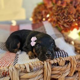 Ember - Phantom female Bernedoodle puppy in Russell Springs, Kentucky from 270 Doodles