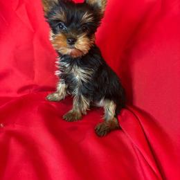 PB boy - Blue and gold male Yorkshire Terrier puppy in Alburnett, Iowa from Hobbs Shire Yorkies