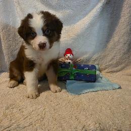 Twill - Red tri-color male Australian Shepherd puppy in Athol, Idaho from ShorDu
