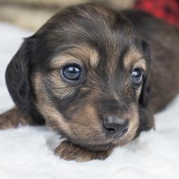 Lyric - Cream female Dachshund puppy in Barnesville, Pennsylvania from Dachsy