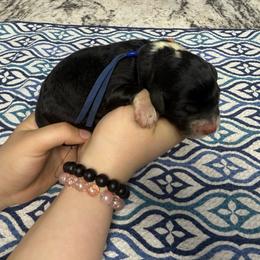 Jellybean - Black and white female Sheepadoodle puppy in Chesapeake, Virginia from Doodle-Cove