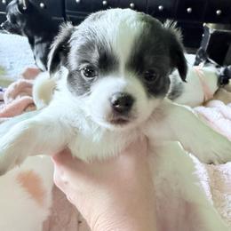 AKC Girl 2 - Blue and white female Chihuahua puppy in Anoka, Minnesota from Anoka County MN AKC Chihuahuas