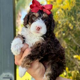 Beyoncé - Brown and white female Bernedoodle puppy in Miami, Florida from Jade’s Paws & Co. Of Miami LLC