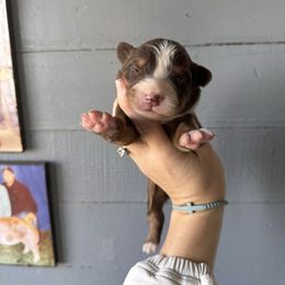 Boy 1 - Red tri-color male Australian Shepherd puppy in Marion, Indiana from Sweetser Shepherds