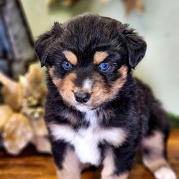 Tiana - Black tri female Miniature Australian Shepherd puppy in Mc Alester, Oklahoma from Angel's Aussies