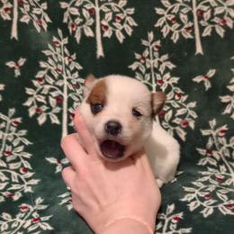 Pot Roast - Red speckled female Australian Cattle Dog puppy in Mena, Arkansas from Red Desert Australian Cattle Dogs