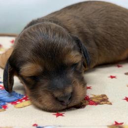 Beau - Red male Dachshund puppy in Murfreesboro, Tennessee from Kimbrie's Dream Cream Doxies