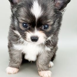 Tony - Black sabled fawn male Chihuahua puppy in Westport, New York from Chantilly chihuahuas