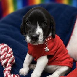 Red collar male available - Black and white male German Shorthaired Pointer puppy in Hardeman County, Tennessee from Howell Farm GSP