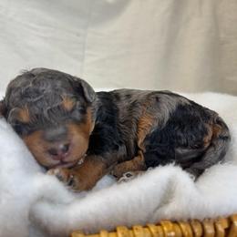 Blue - Blue merle male Bernedoodle puppy in Hesperia, Michigan from Red Acres Poodles & Doodles