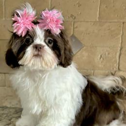 Camila - Shih Tzu