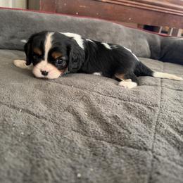 Ms. Red - Tri-color female Cavalier King Charles Spaniel puppy in Rocky Ford, Colorado from Scofield Cavaliers
