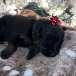 Pink color - Bi-color female German Shepherd puppy in Marion, Ohio from Legacy K9’s
