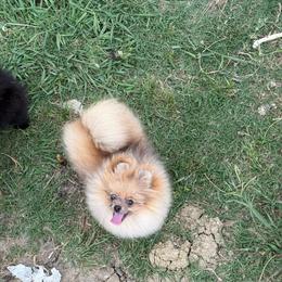 Red - Orange sable male Pomeranian puppy in Ector, Texas from BB Pomeranians