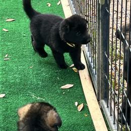 Yellow - Black male German Shepherd puppy in San Antonio, Texas from Grendelhaus Shepherds