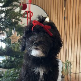 Pink - Black and white female Sheepadoodle puppy in La Habra, California from Real Doodles of OC