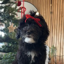 Pink - Black and white female Sheepadoodle puppy in La Habra, California from Real Doodles of OC