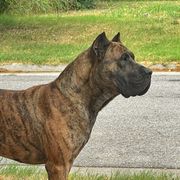 Ronin - Perro de Presa Canario