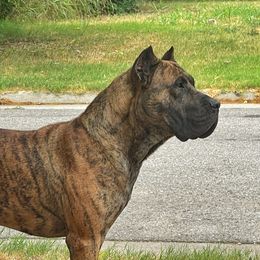Ronin - Perro de Presa Canario