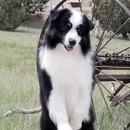 Lager - Miniature American Shepherd