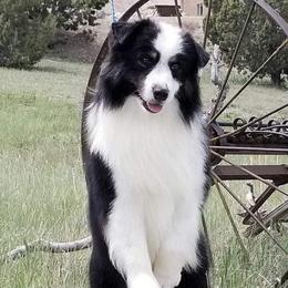 Lager - Miniature American Shepherd