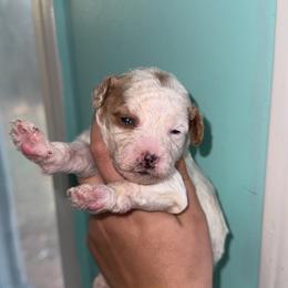 Leo - Cream male Aussiedoodle puppy in Mtn Rest, South Carolina from Stocktons Doxies & Doodles