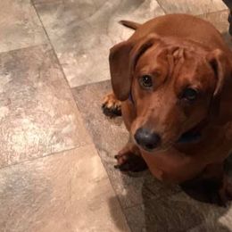 Dachshunds and Poodles from Smokey Mtn. Safe Haven Country Club Kennels