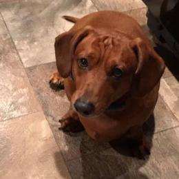 Dachshunds and Poodles from Smokey Mtn. Safe Haven Country Club Kennels