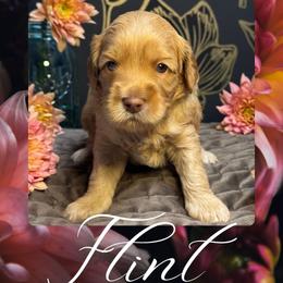 Flint - Caramel male Australian Labradoodle puppy in Fremont, New Hampshire from Birchwood Labradoodles
