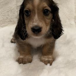 Max - Cream male Dachshund puppy in Charleston, Illinois from Gooddach’s Dachshunds