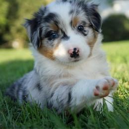 Hildy - Blue merle female Australian Shepherd puppy in Holmesville, Ohio from Coffee Run Spring at Miller Farms