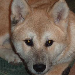 Japanese Akitainus from Celtic Akitas