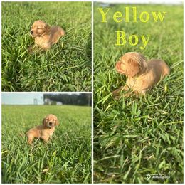 Yellow Boy - Golden male Golden Retriever puppy in Ocala, Florida from Hidden Oaks Golden Retrievers