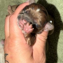 ChocolateChip - Merle male Shihpoo puppy in Brevard County, Florida from Enchanting Puppies