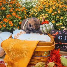 Blue Collar - Sable female German Shepherd puppy in Basehor, Kansas from Sonnengold German Shepherds