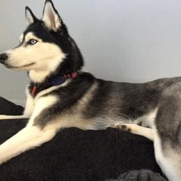 Siberian Husky Puppies from Crazy Cookies Huskies