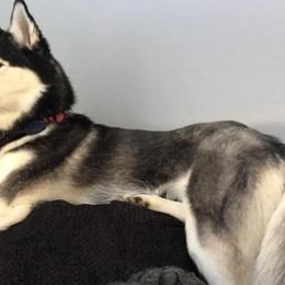 Siberian Husky Puppies from Crazy Cookies Huskies