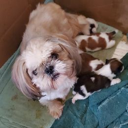 Lacey - Shih Tzu